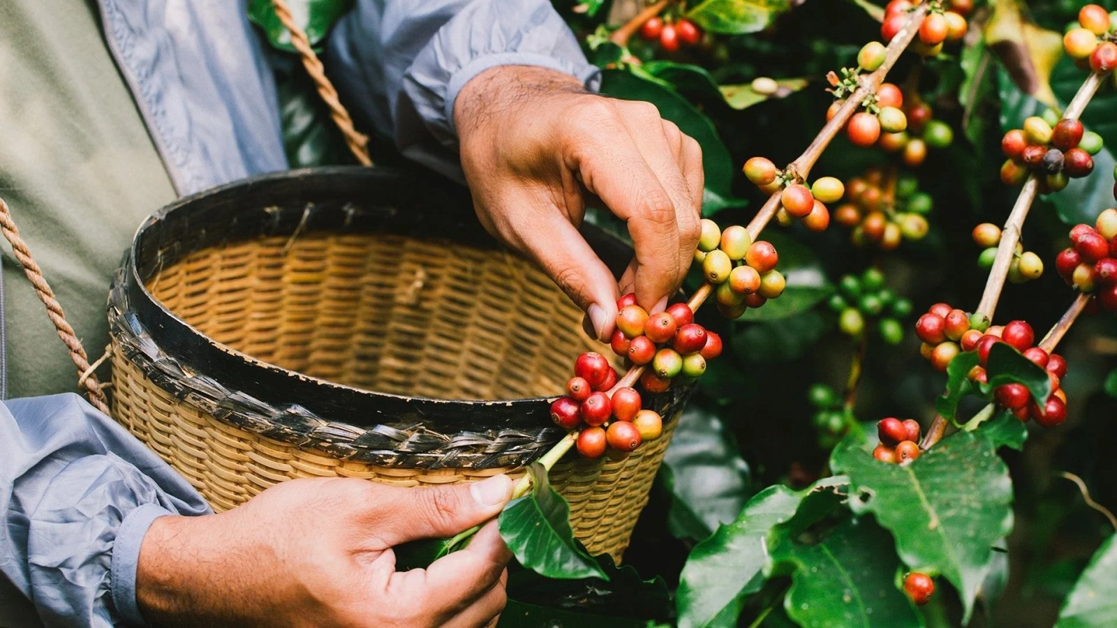Exportaciones de café brasileño
