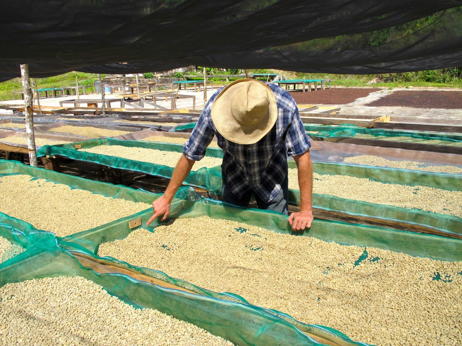 Café mexicano